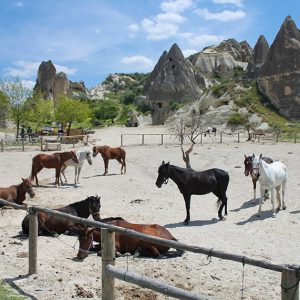 horse-back-riding-tours1