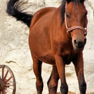 horse-back-riding-tours3